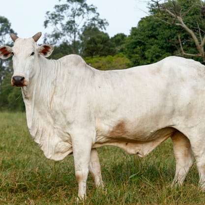 Cow (1)