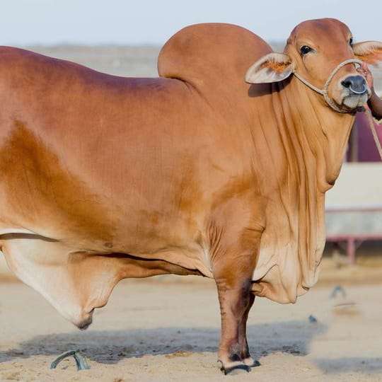 Cow (5)